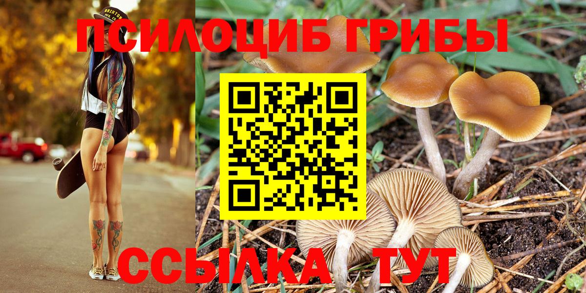 Псилоцибиновые грибы Psilocybe Зеленогорск